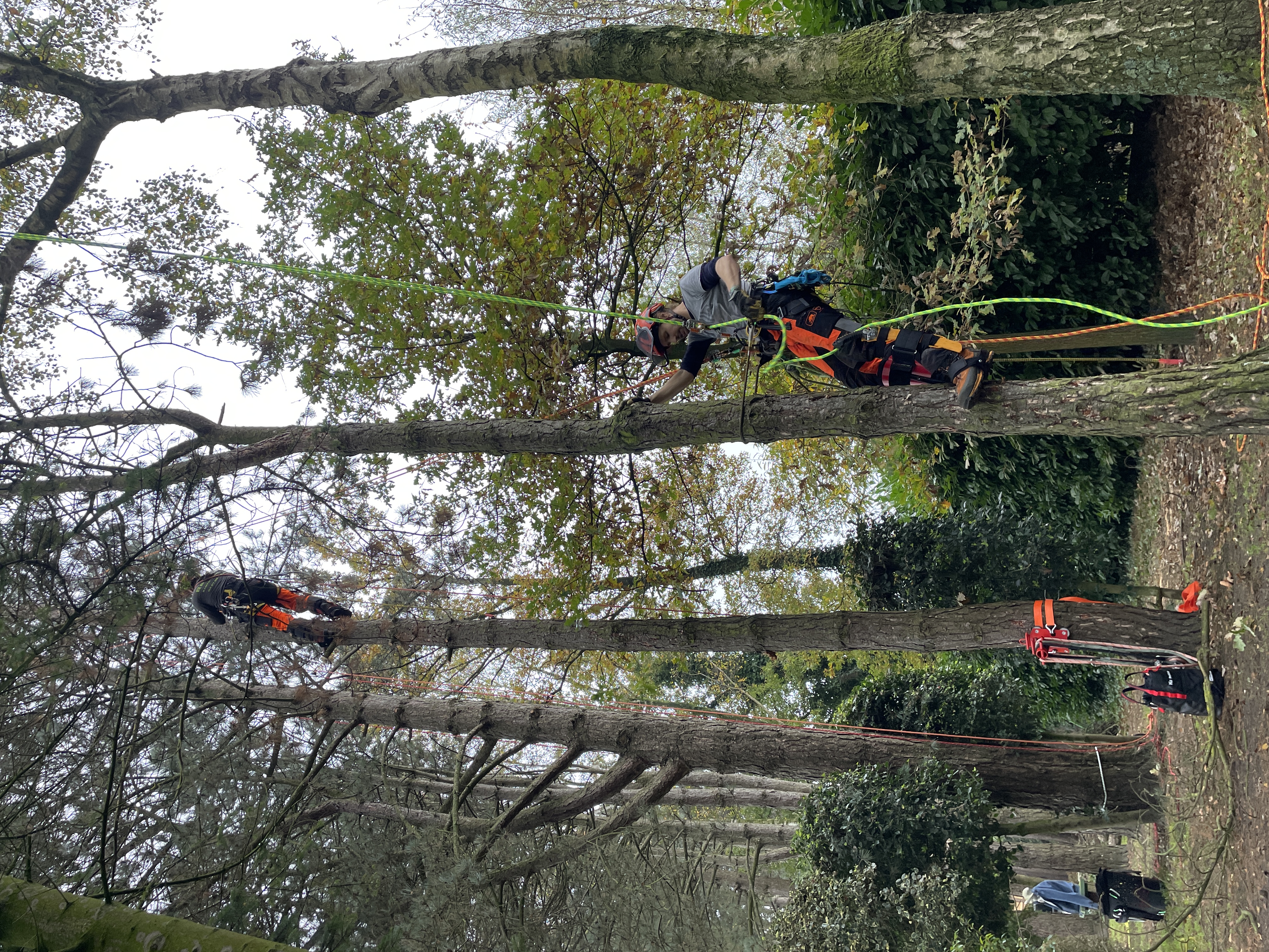 Boomverzorging afbeelding 6