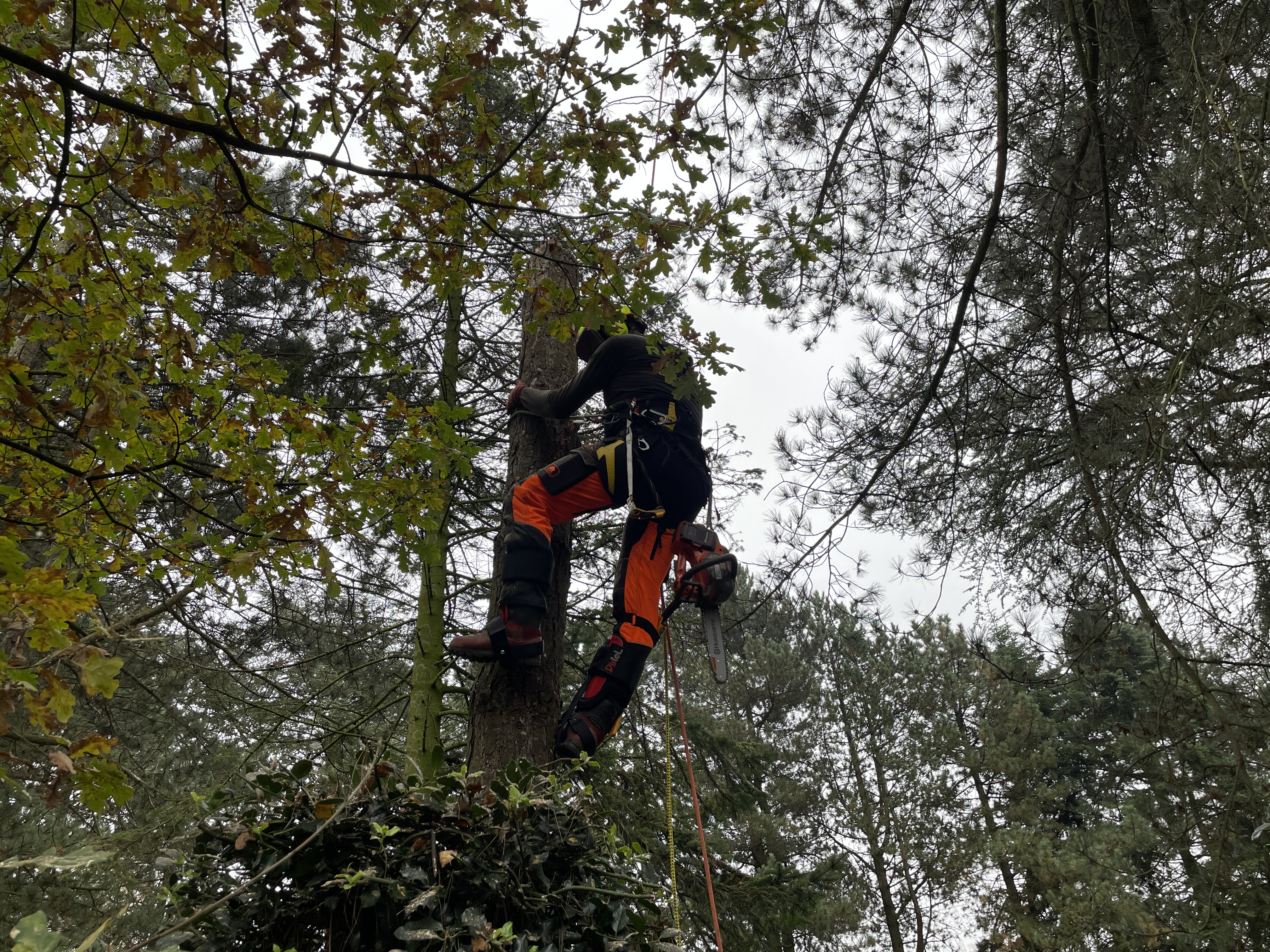 Boomverzorging afbeelding 7