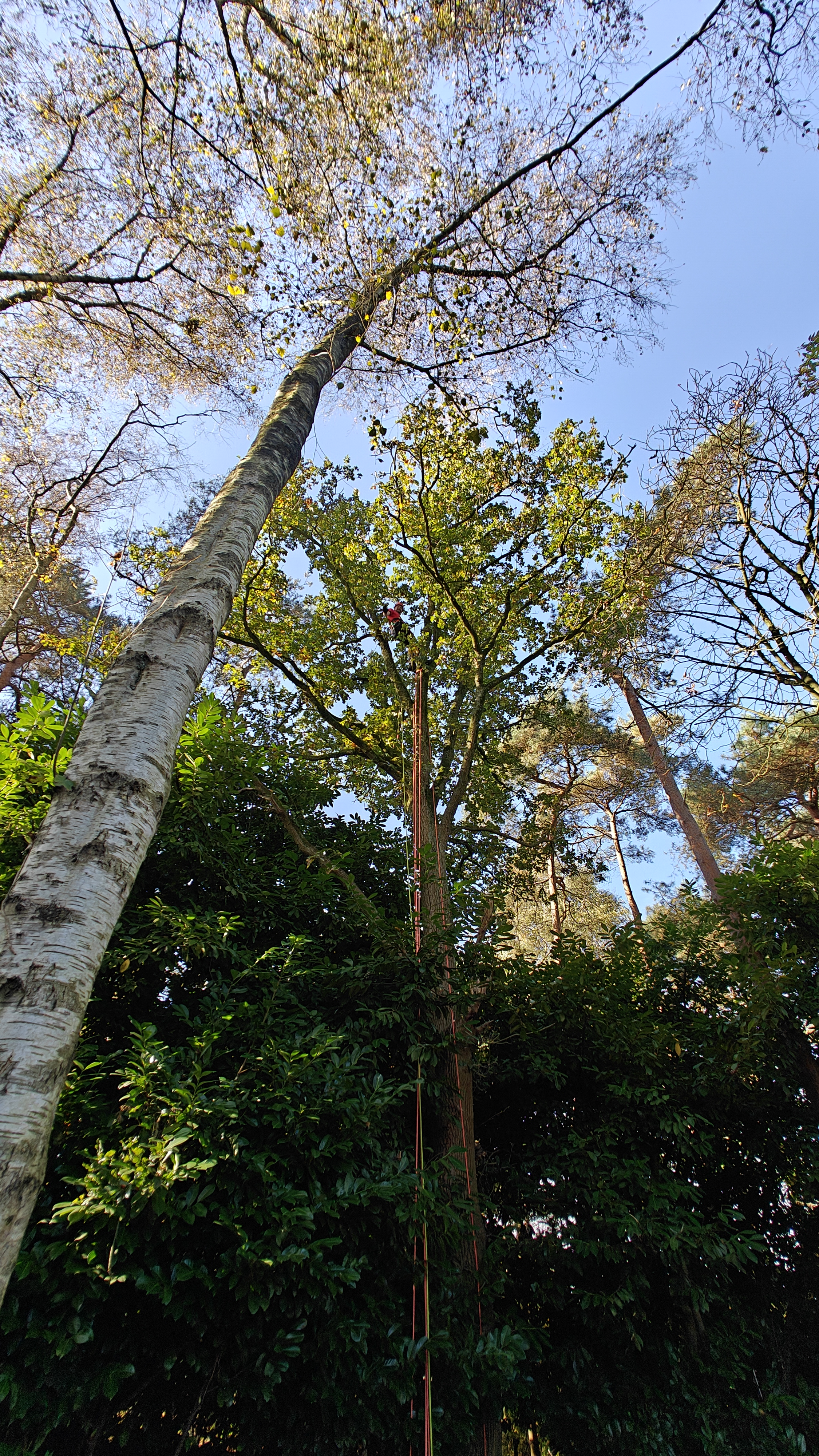 Boomverzorging afbeelding 1