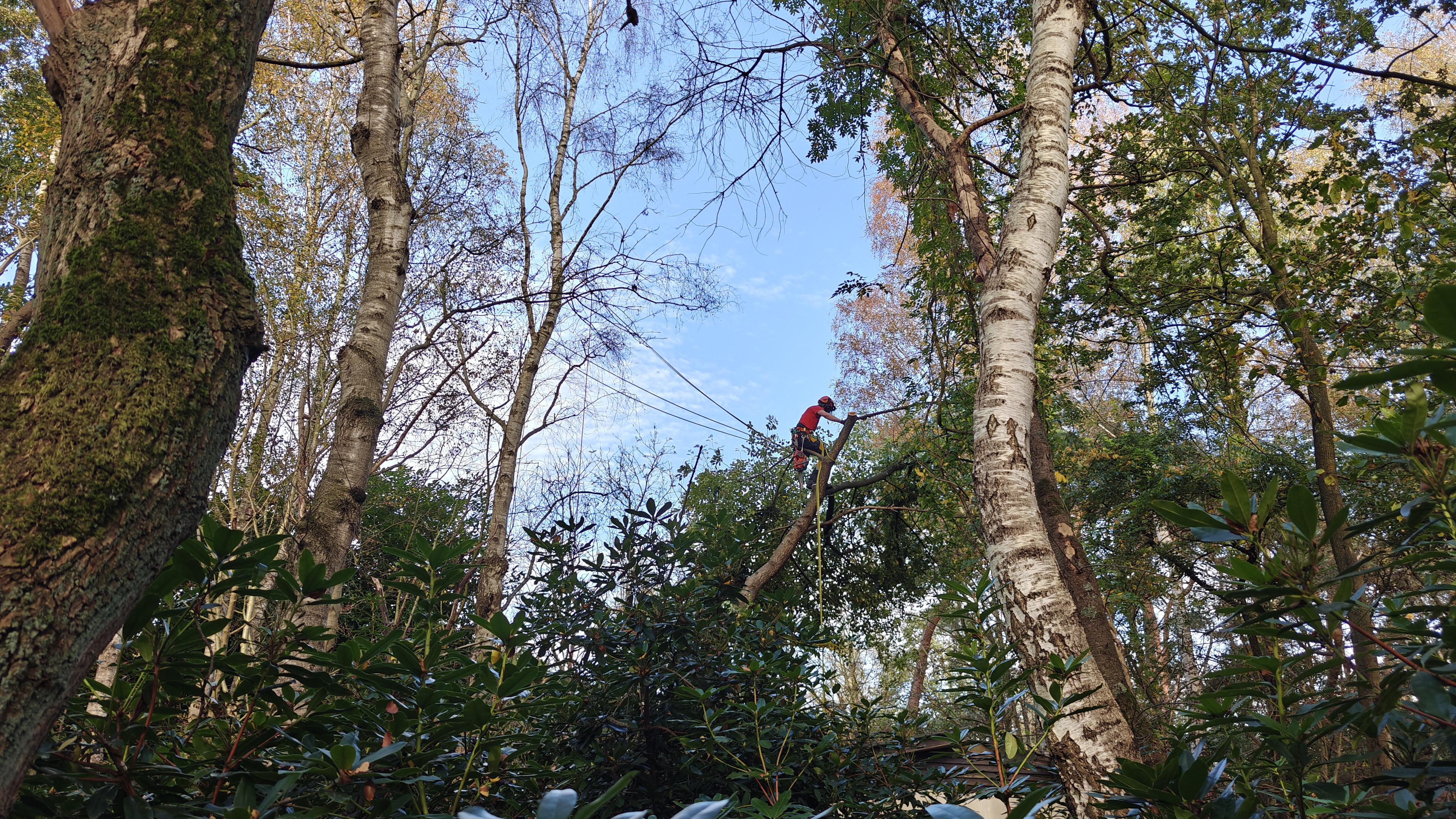 Boomverzorging afbeelding 3