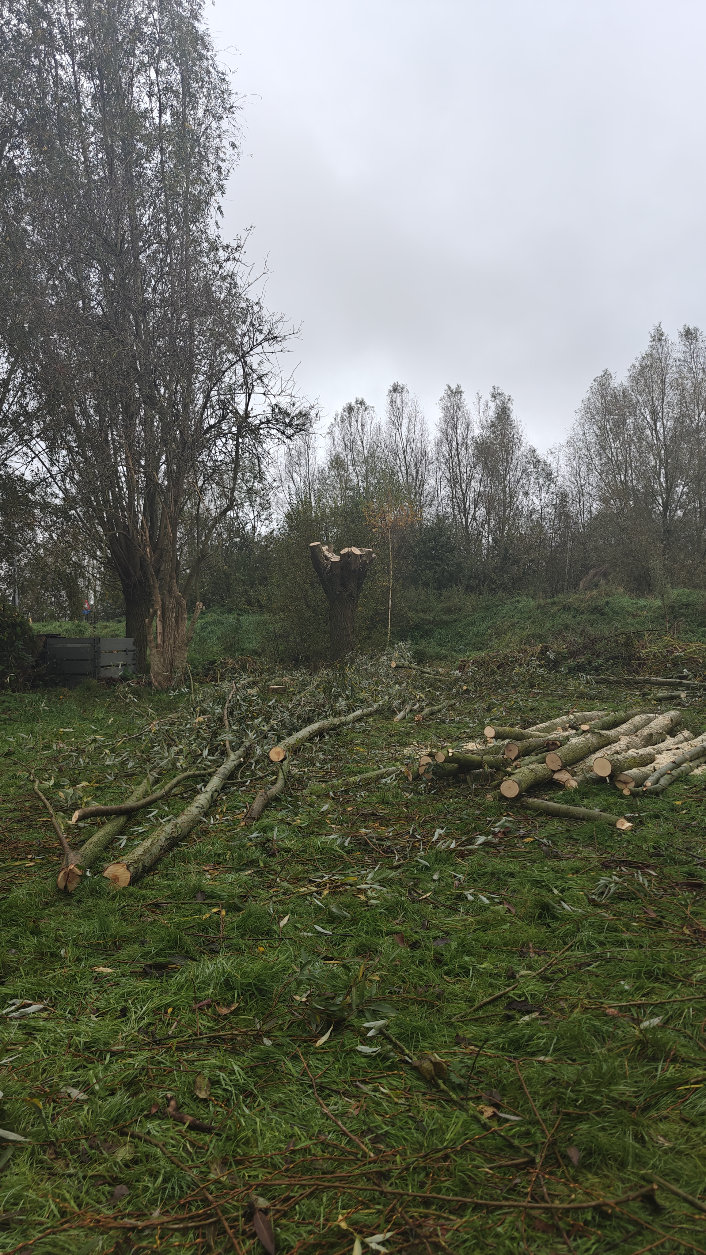 Boomverzorging afbeelding 5