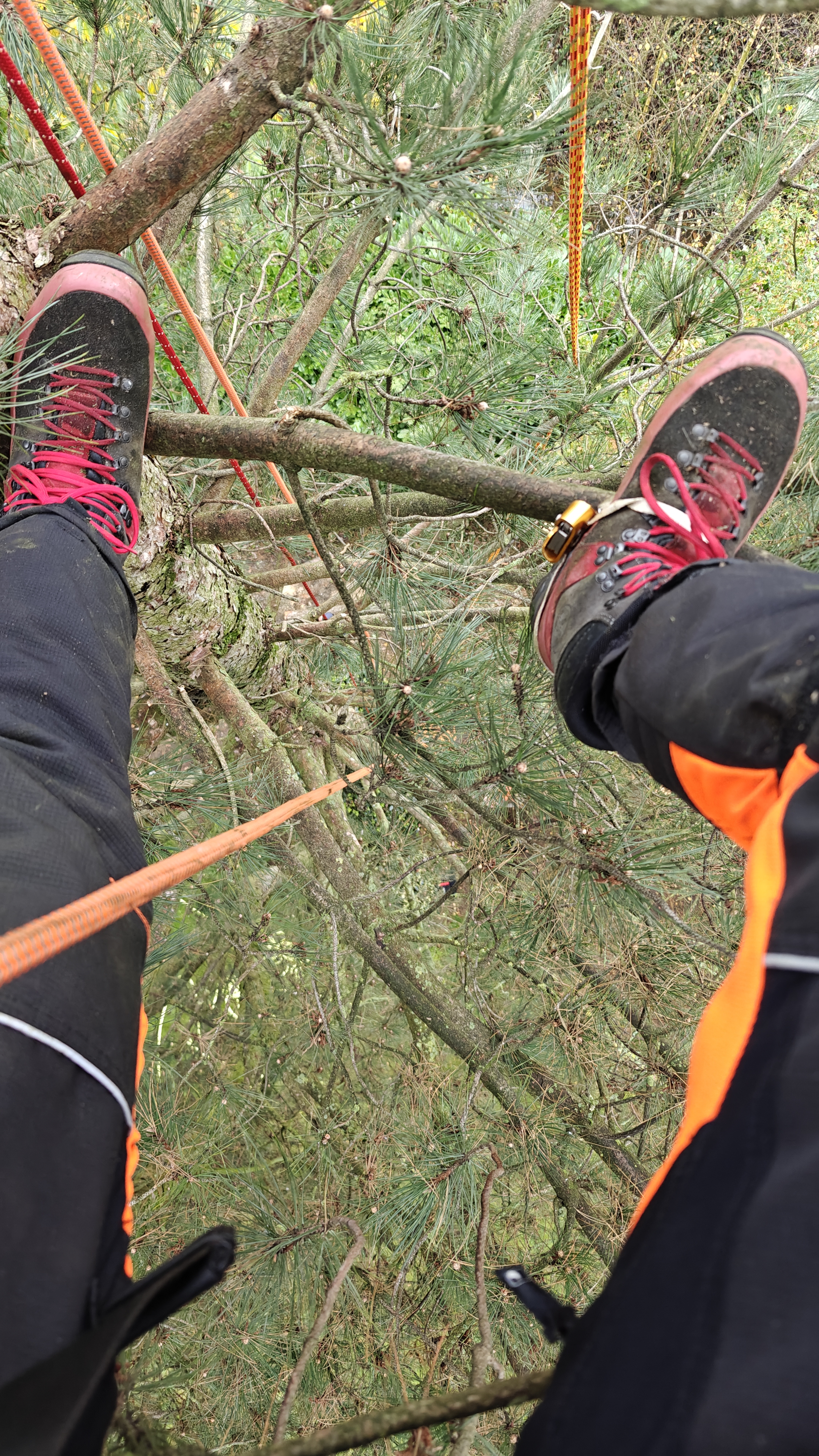 Boomverzorging afbeelding 8