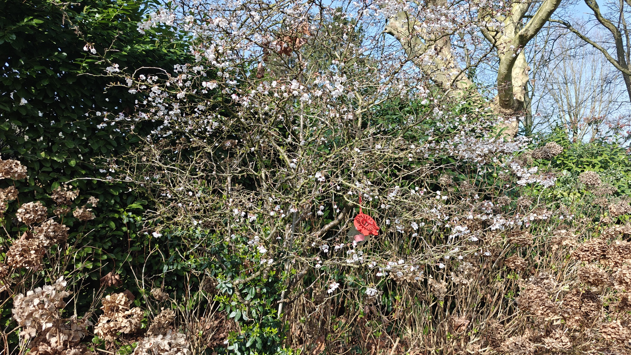 Hoornaarval gemonteerd